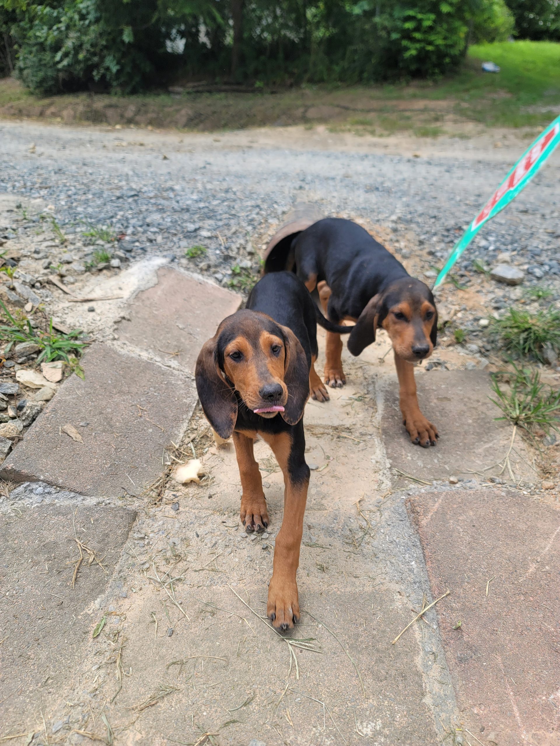 20250719 123705 1 scaled 1 &bull; Adopt: Walker / Redbone 9 Week Old Puppy